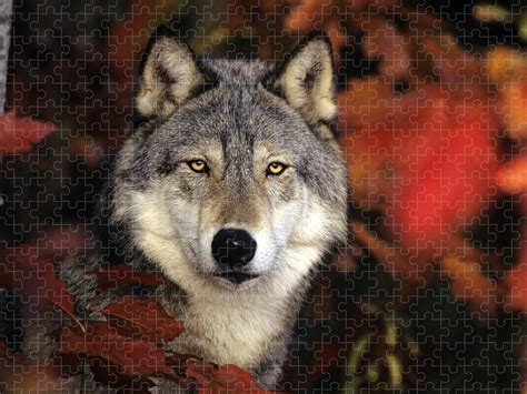 timberwolf crossword clue|Timber wolf .